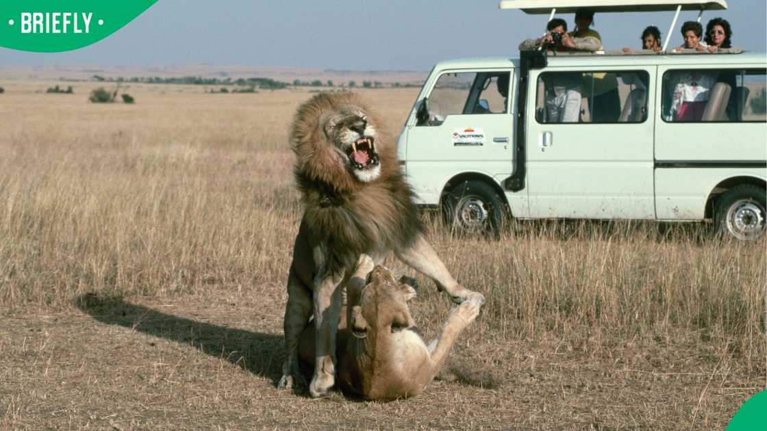 Lions