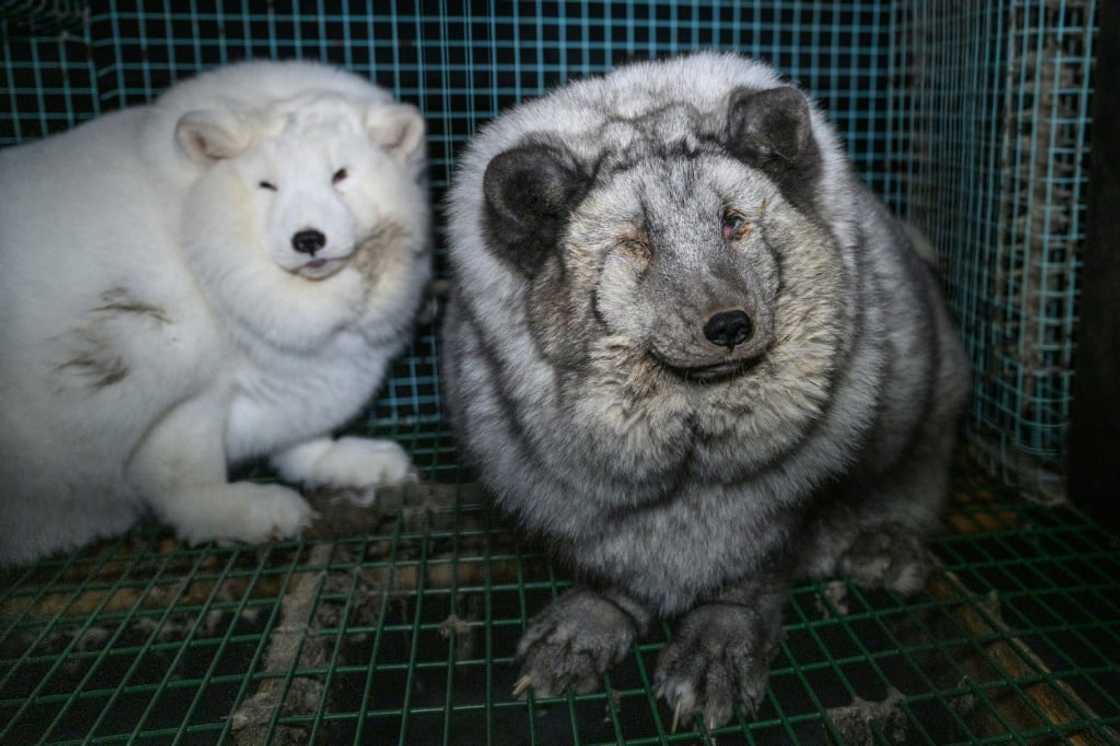 Some of the foxes in the footage are obese and suffering infections Some of the foxes in the footage are obese and suffering infections