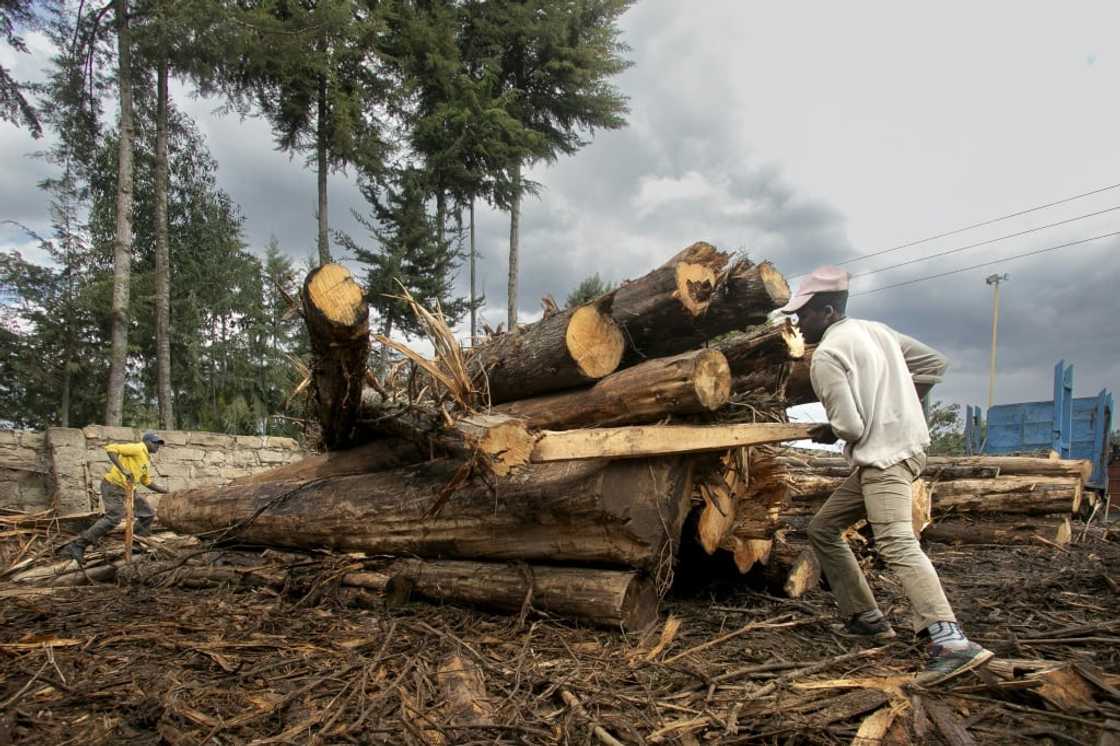 The government defended lifting the ban, insisting that only mature trees in state-run plantations would be felled