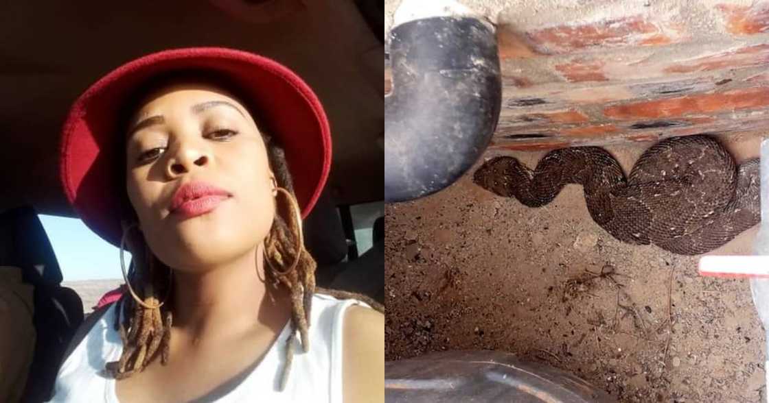 Lady Takes Snap of Large Snake in Her Home, SA Reacts: "I Would Faint" Lady Takes Snap of Large Snake in Her Home, SA Reacts: "I Would Faint"