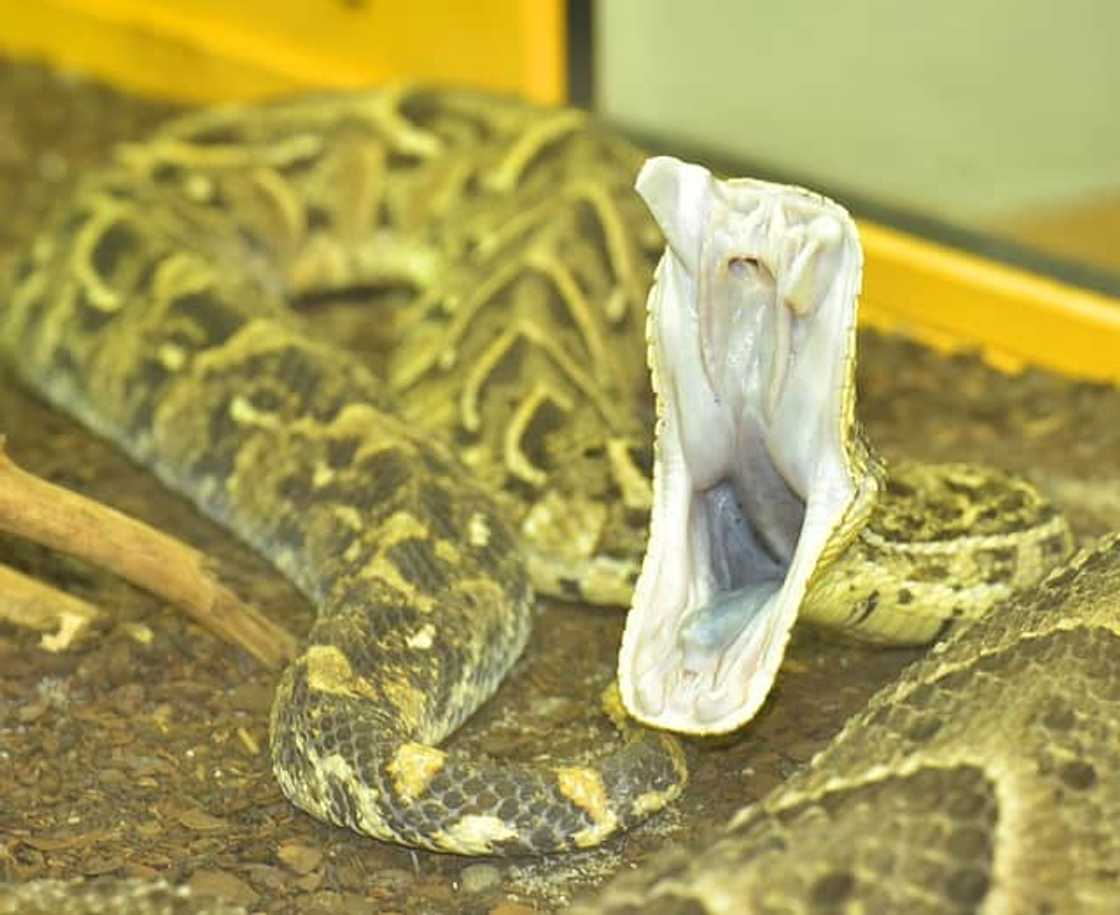 What poisonous snakes are in South Africa? What poisonous snakes are in South Africa?