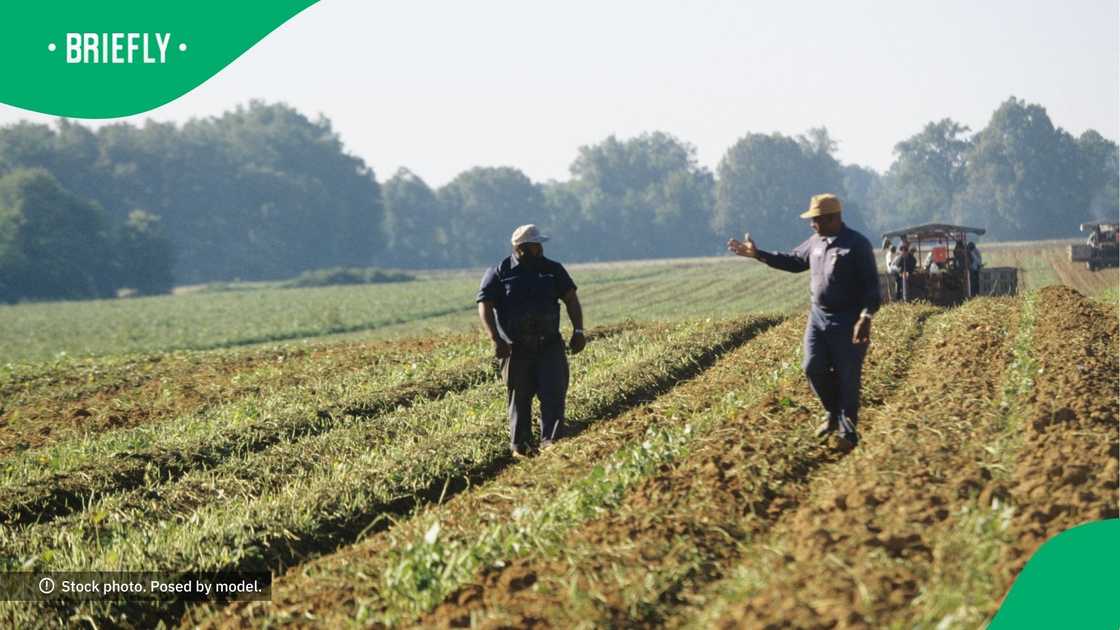 Two farmers in a field.