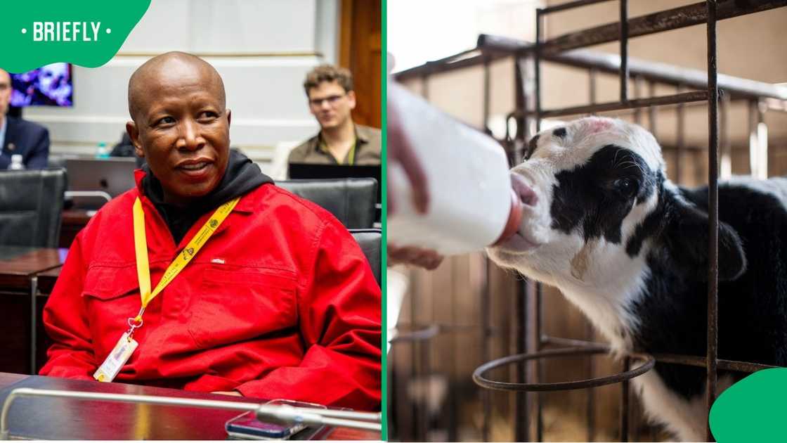 EFF president Julius Malema fed a cow milk in a viral video