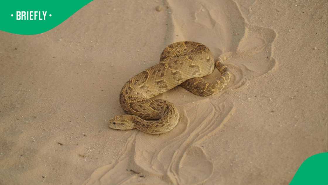 A puff adder in the desert.