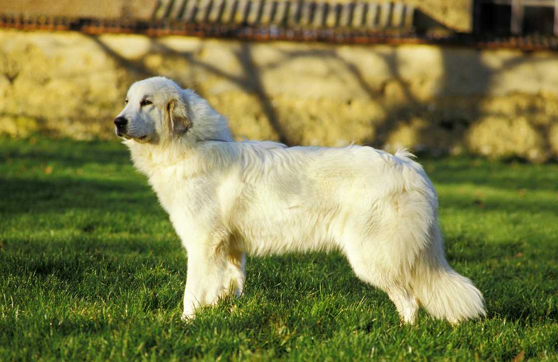 Great Pyrenees Dog outdoors