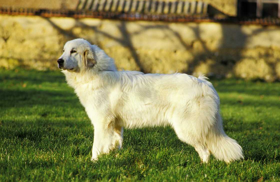Great Pyrenees Dog outdoors Great Pyrenees Dog outdoors