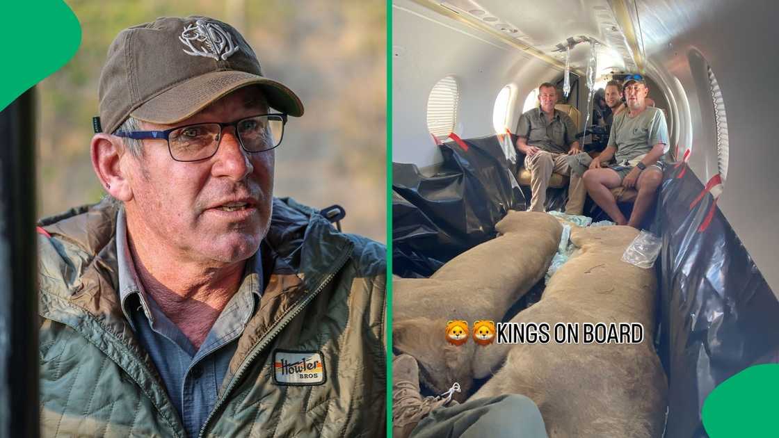 The lion was being moved from the Eastern Cape's Kariega to KZN