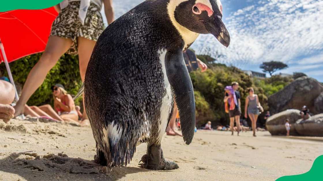 Cape Town activities and prices Cape Town activities and prices