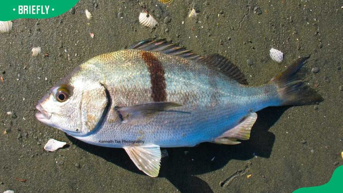 Fish starts with x Fish starts with x