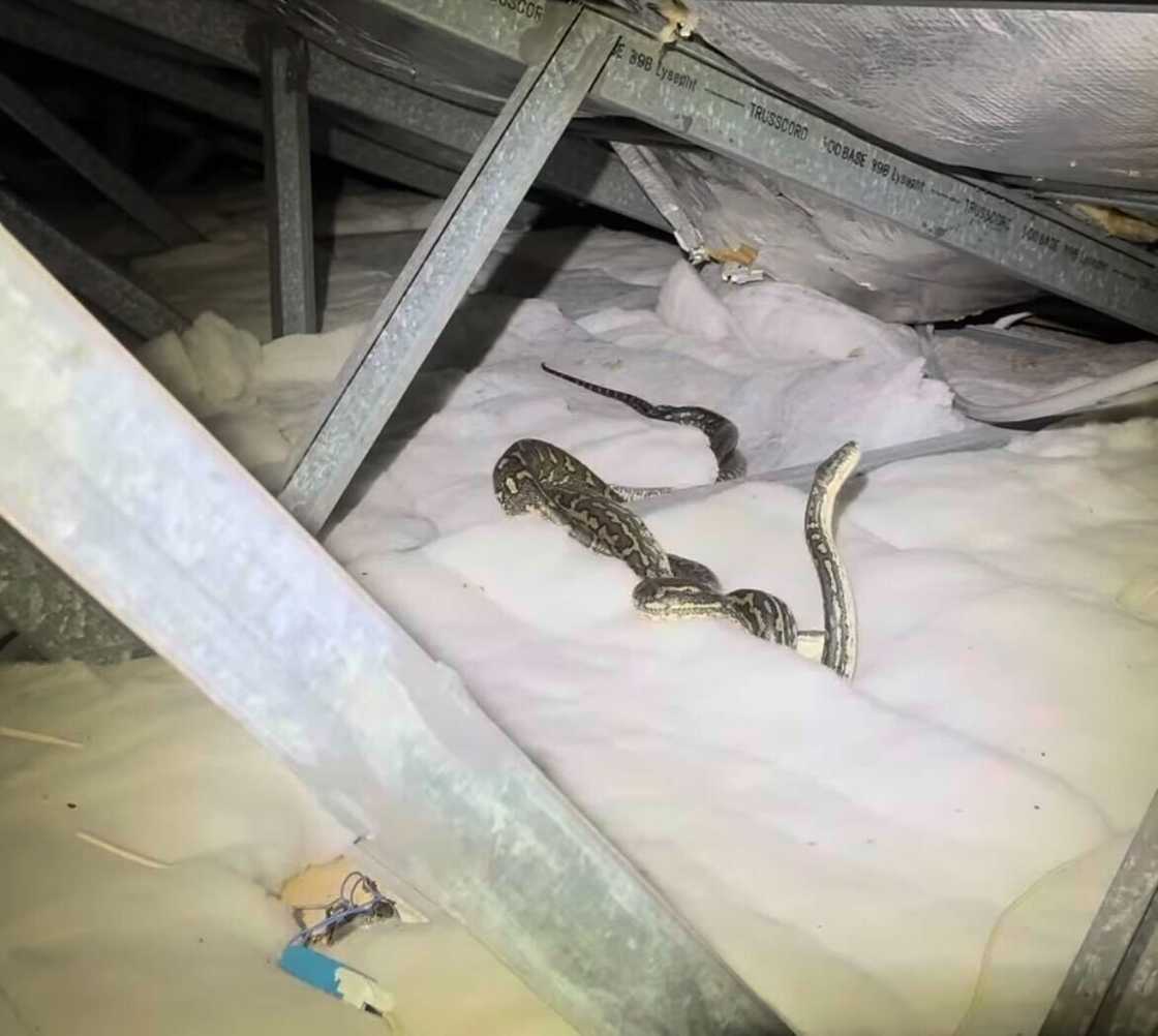 Two carpet pythons were discovered on a rooftop, fighting over a female snake, sparking widespread fascination online.