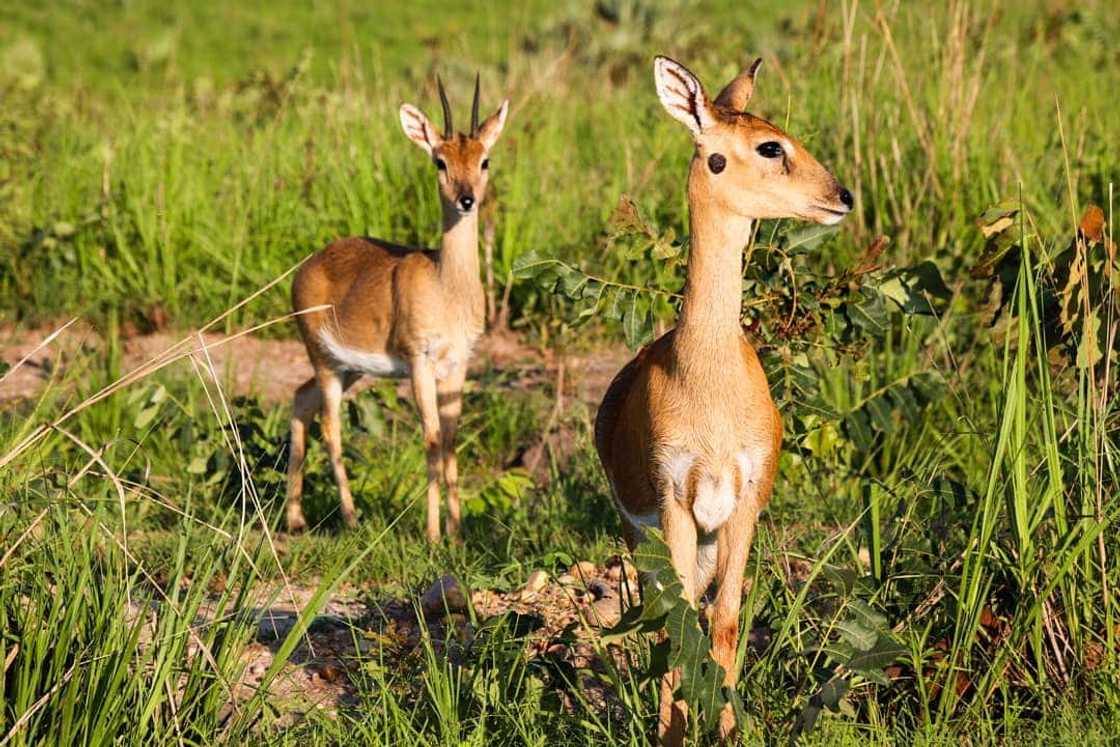 Top 20 extinct and endangered animals in South Africa with images Top 20 extinct and endangered animals in South Africa with images