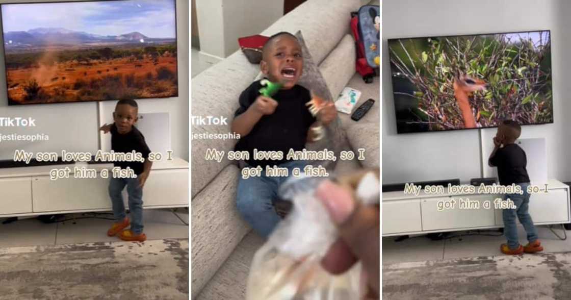 TikTok user @majestiesophia shared a video showing her son’s unexpected reactions to the fish TikTok user @majestiesophia shared a video showing her son’s unexpected reactions to the fish