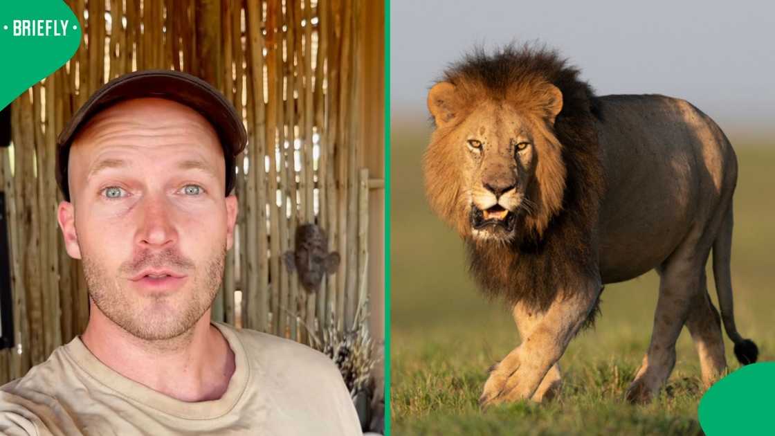 A man was tackled by an excited lion in a video that stunned many people online.