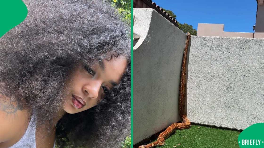 A woman showcased her interaction with her massive pet snake.
