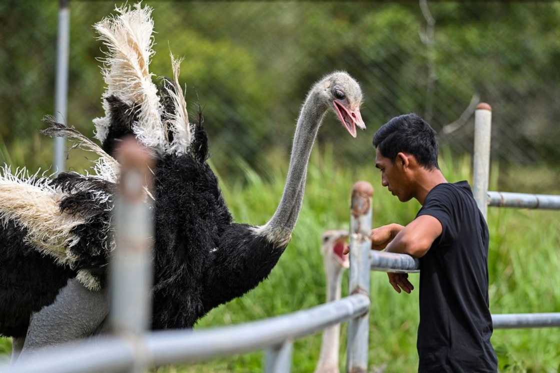 Ostriches can be dangerous