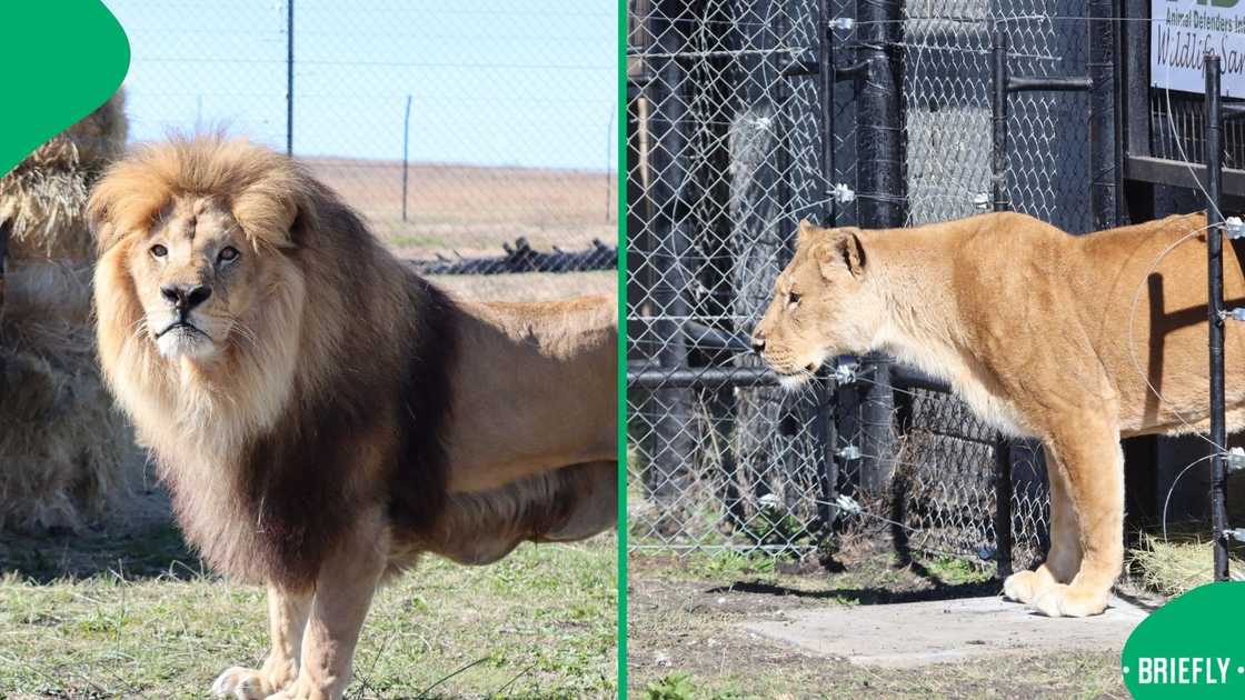 The lions were removed from the circus in France following new regulations to phase out wild animal acts The lions were removed from the circus in France following new regulations to phase out wild animal acts