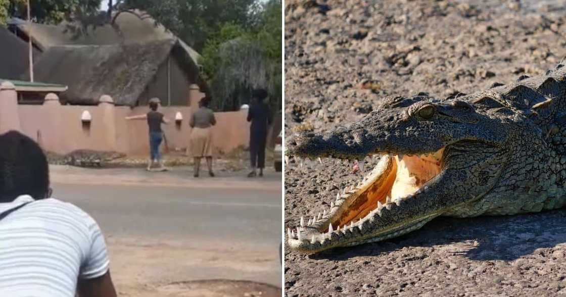 Woman, Crocodile, Mzansi, Kasane Woman, Crocodile, Mzansi, Kasane