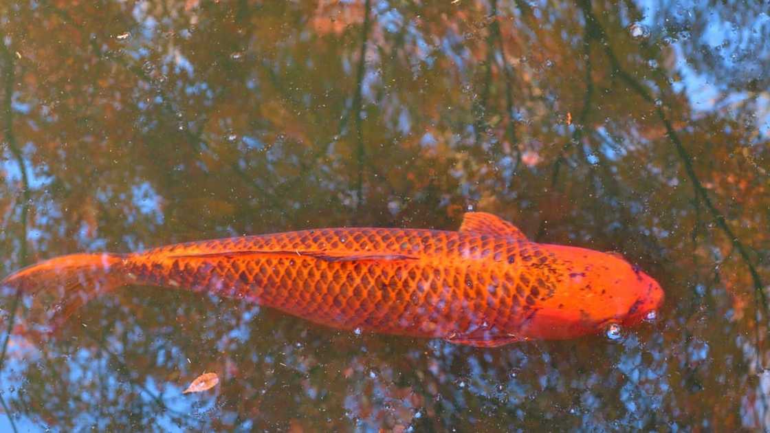Costly fish breeds Costly fish breeds