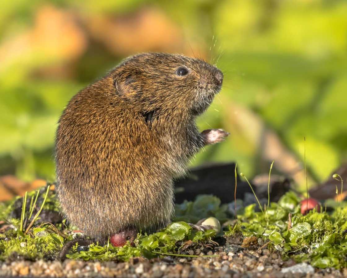 Field vole or short-tailed vole (Microtus agrestis) eating berry Field vole or short-tailed vole (Microtus agrestis) eating berry
