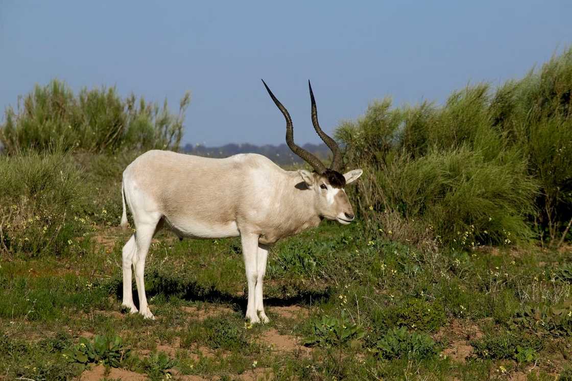 Addax antelope in Souss-Massa National Park Addax antelope in Souss-Massa National Park