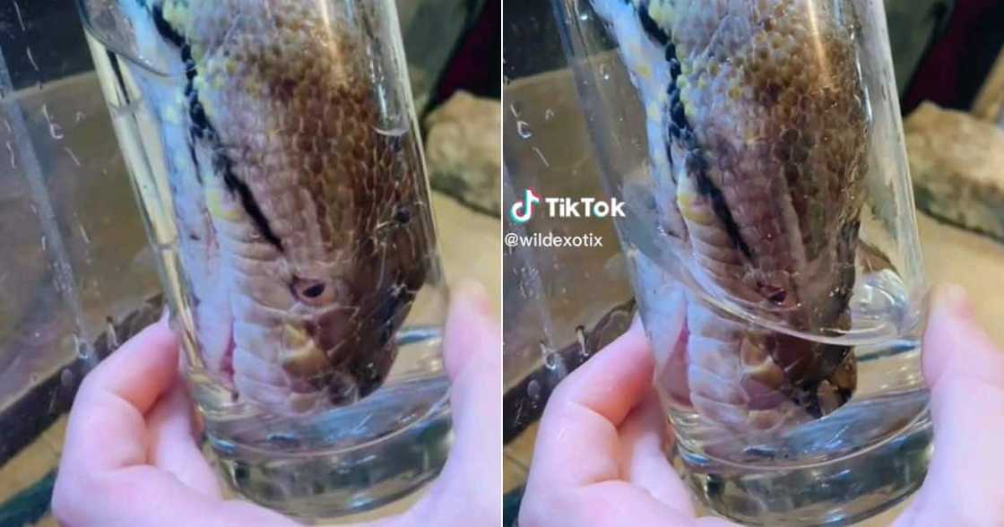 Snake drinks water Snake drinks water