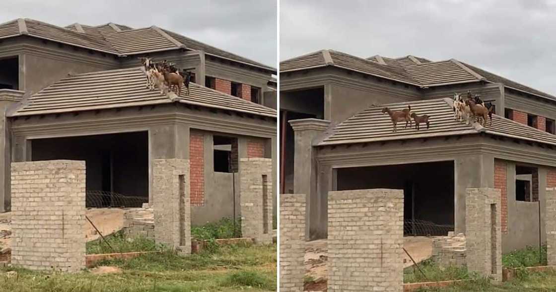 Video of goats on top of vacant house in Limpopo Video of goats on top of vacant house in Limpopo