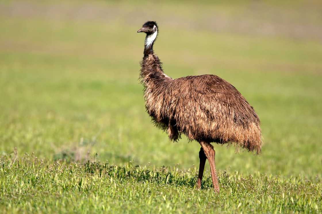 The Emu is the largest flightless native wild bird in Australia. The Emu is the largest flightless native wild bird in Australia.