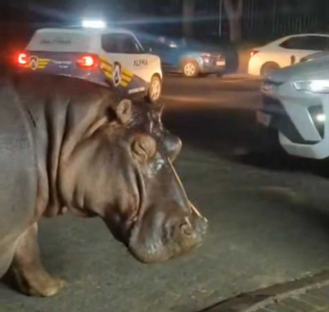 Two hippos made their way through St Lucia, and the video went viral online.