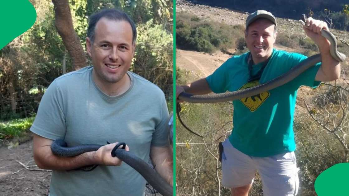 Snake rescuer Nick Evans caught a cheeky vine snake.