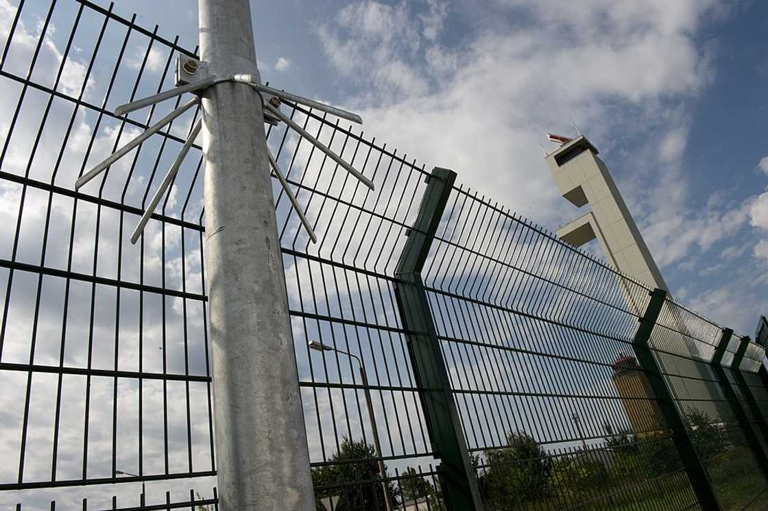 A fence stopped two big snakes in their tracks