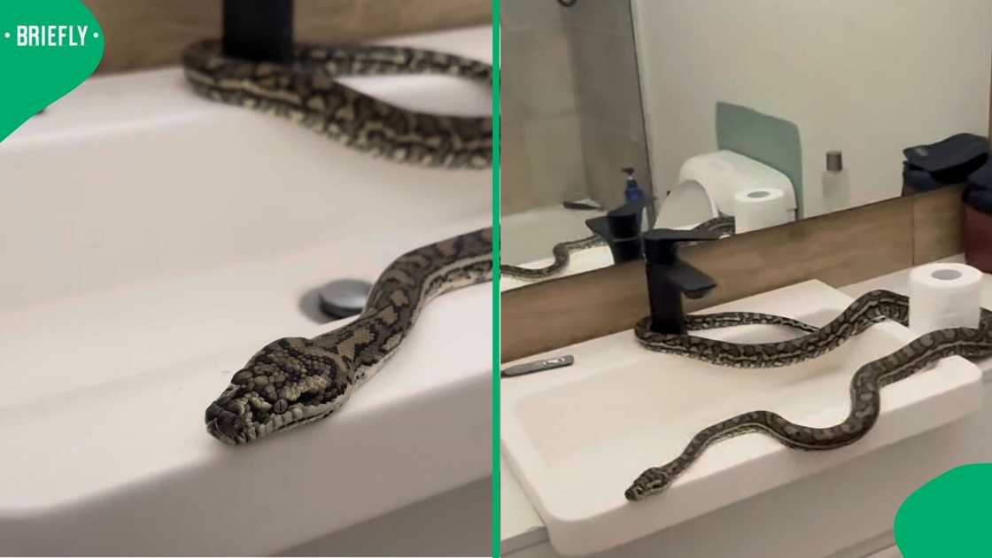 A carpet python was found in a bathroom, which sparked a buzz online.