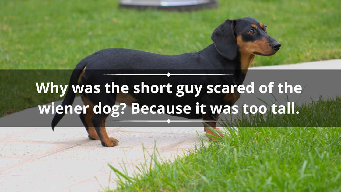 A close-up picture of a dachshund on a pavement