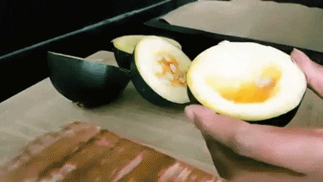 gem squash gem squash