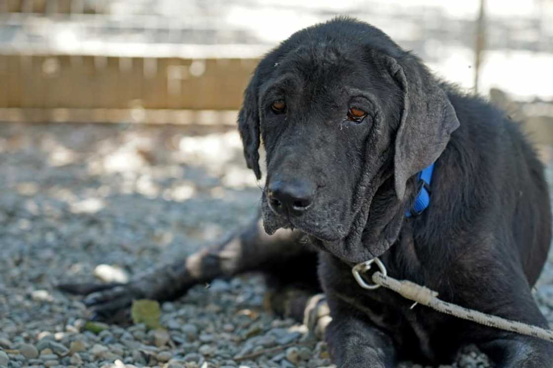 Volunteers say Cyprus dog shelters are also packed as a result of complications caused by the exit of Britain, a top destination for pet adoptions, from the European Union Volunteers say Cyprus dog shelters are also packed as a result of complications caused by the exit of Britain, a top destination for pet adoptions, from the European Union