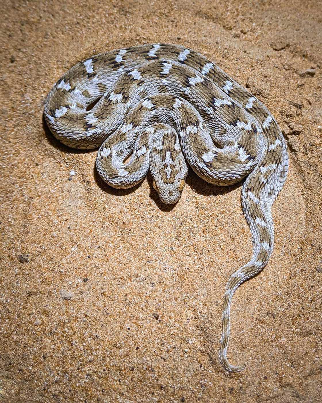 World's most dangerous animals in the world | Top 25 list World's most dangerous animals in the world | Top 25 list