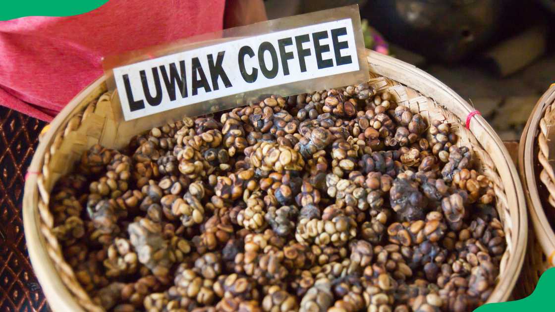 Kopi Luwak Kopi Luwak