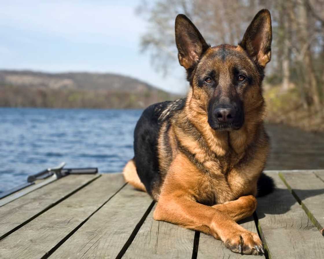 what dog breed are illegal? what dog breed are illegal?