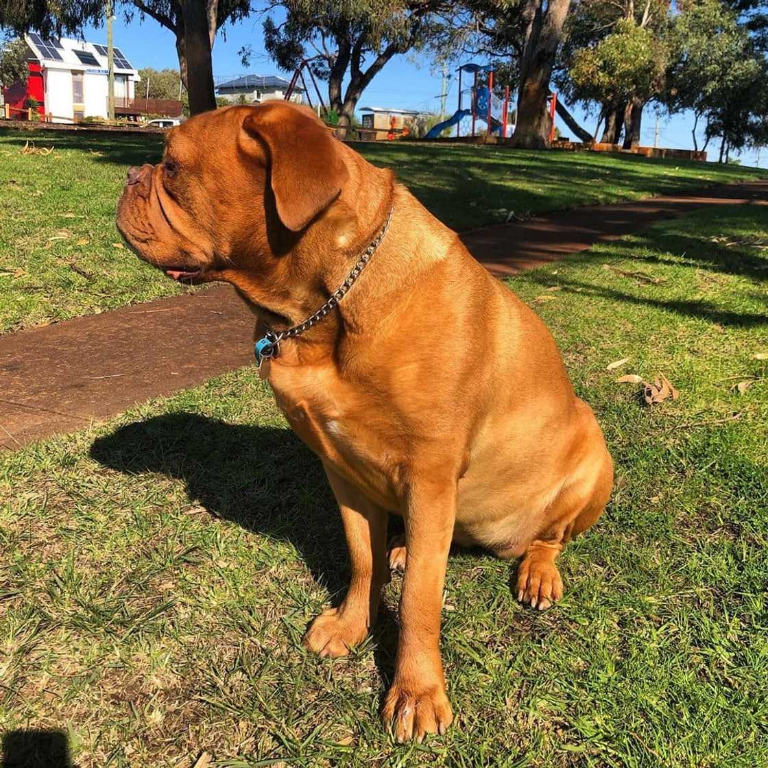 Popular big dog breeds for families Popular big dog breeds for families