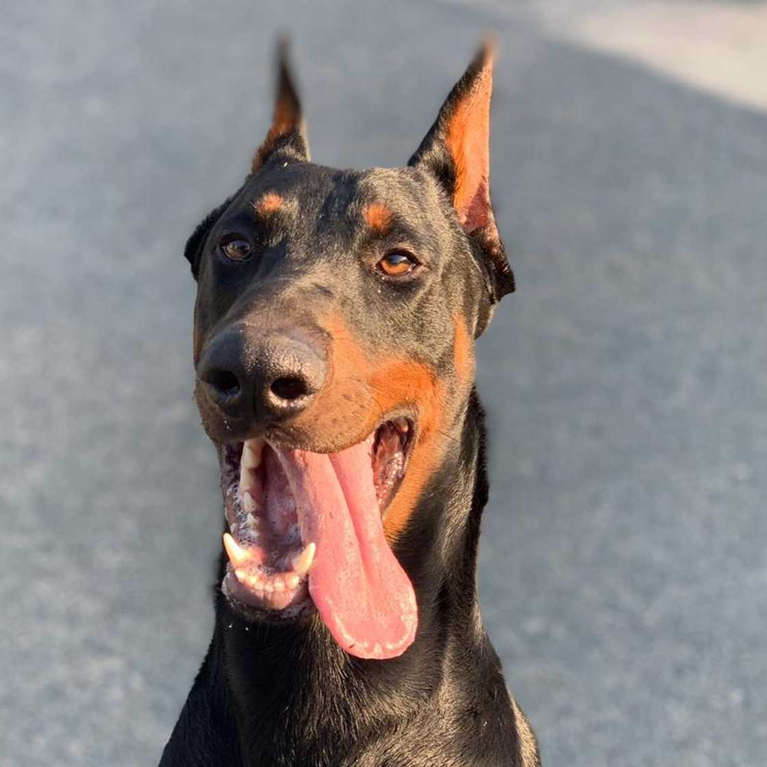 A dog sticking out its tongue.