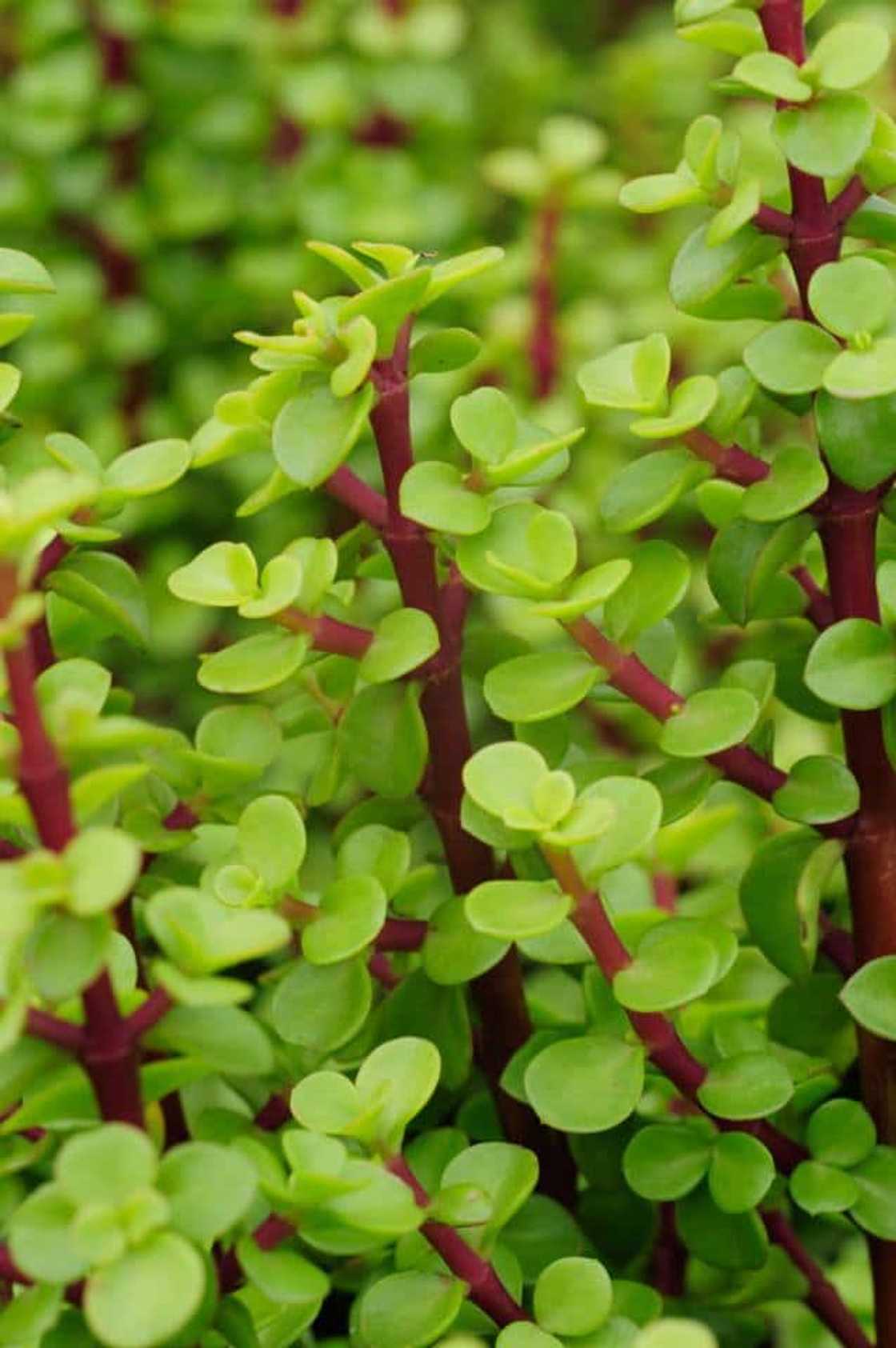 spekboom health benefits spekboom health benefits