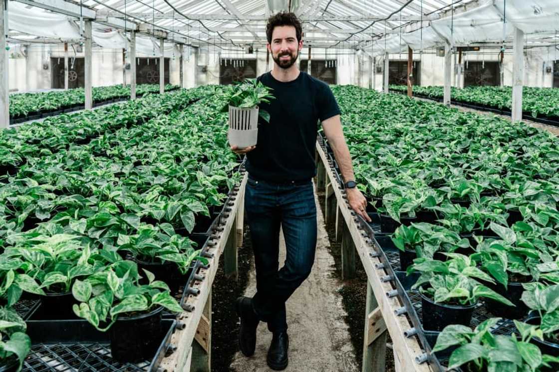Lionel Mora, co-founder of French startup Neoplants, poses for a portrait inside the greenhouse where they grow the Marble Queen pothos plants in Lodi, California Lionel Mora, co-founder of French startup Neoplants, poses for a portrait inside the greenhouse where they grow the Marble Queen pothos plants in Lodi, California