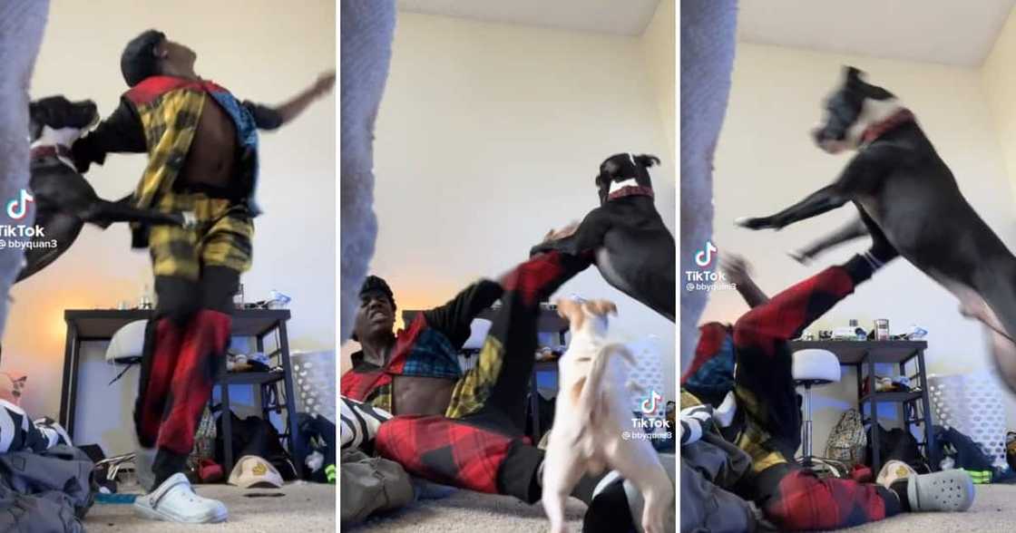 Video of chaotic fight between man and his dogs Video of chaotic fight between man and his dogs