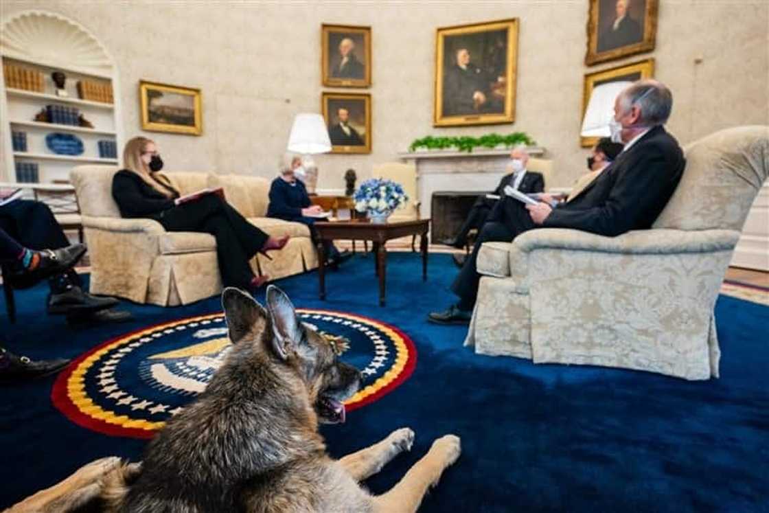 Joe Biden's dogs sent out of White House after biting security personnel Joe Biden's dogs sent out of White House after biting security personnel