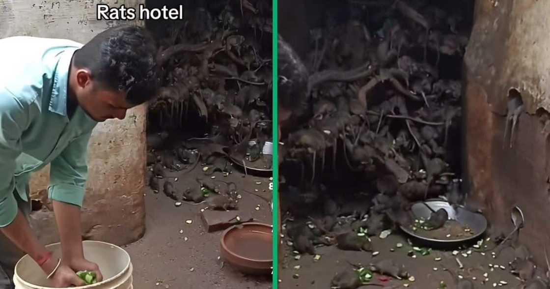 TikTok video shows rats in building TikTok video shows rats in building