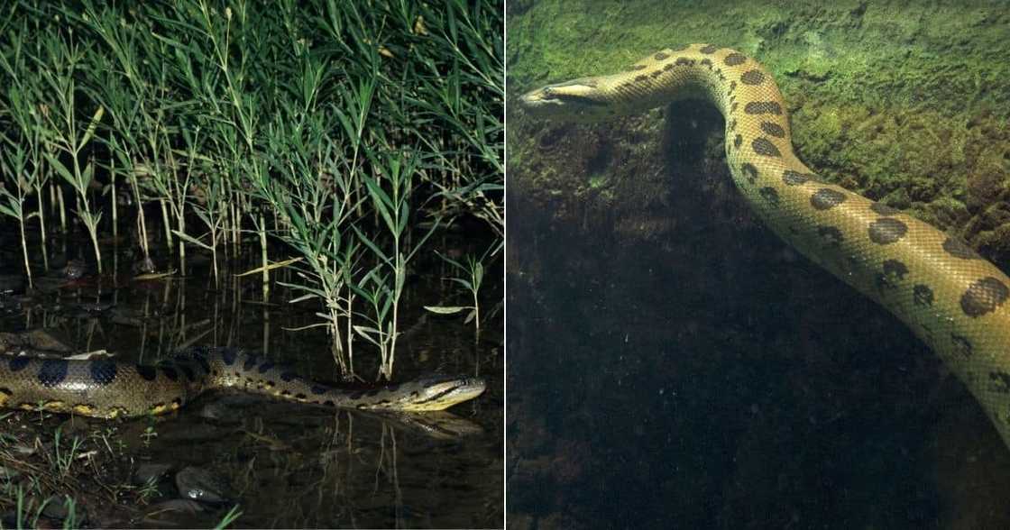 Huge snake goes TiK ToK viral Huge snake goes TiK ToK viral