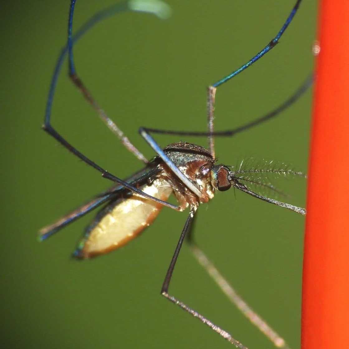 World's most dangerous animals in the world | Top 25 list World's most dangerous animals in the world | Top 25 list