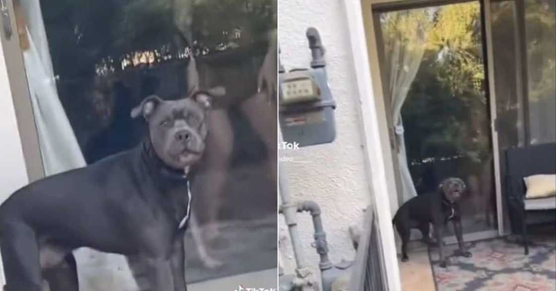 Pit bull runs away from danger