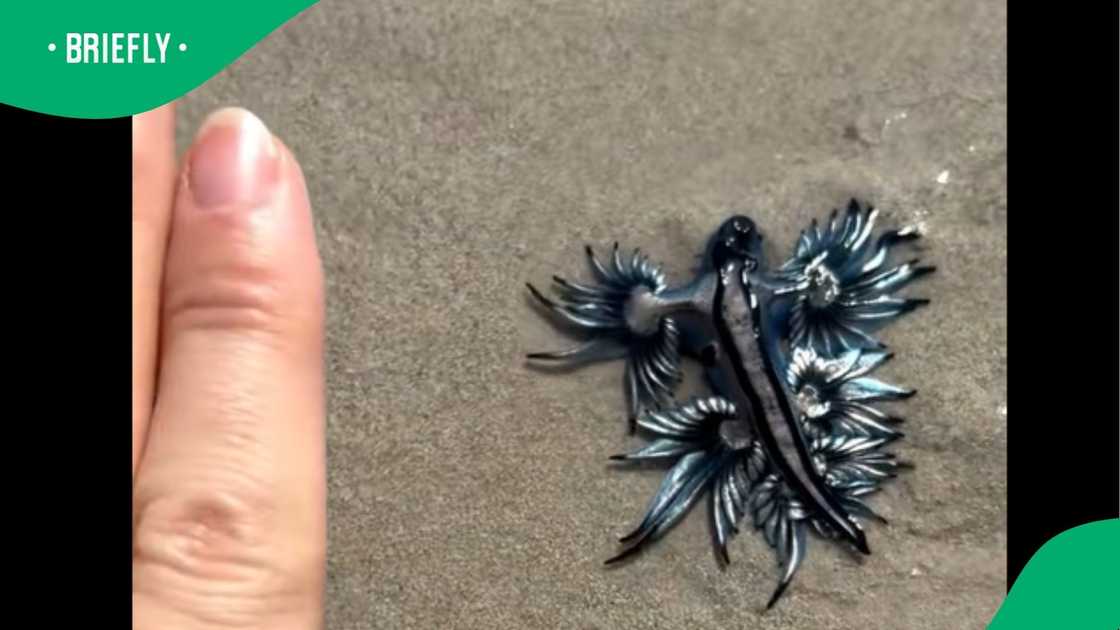 A video went viral on TikTok.