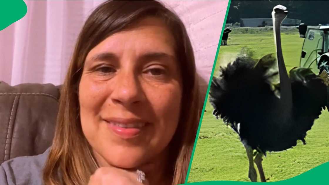 A TikTok user shared a viral video of a boy running to save his life from a big bird A TikTok user shared a viral video of a boy running to save his life from a big bird