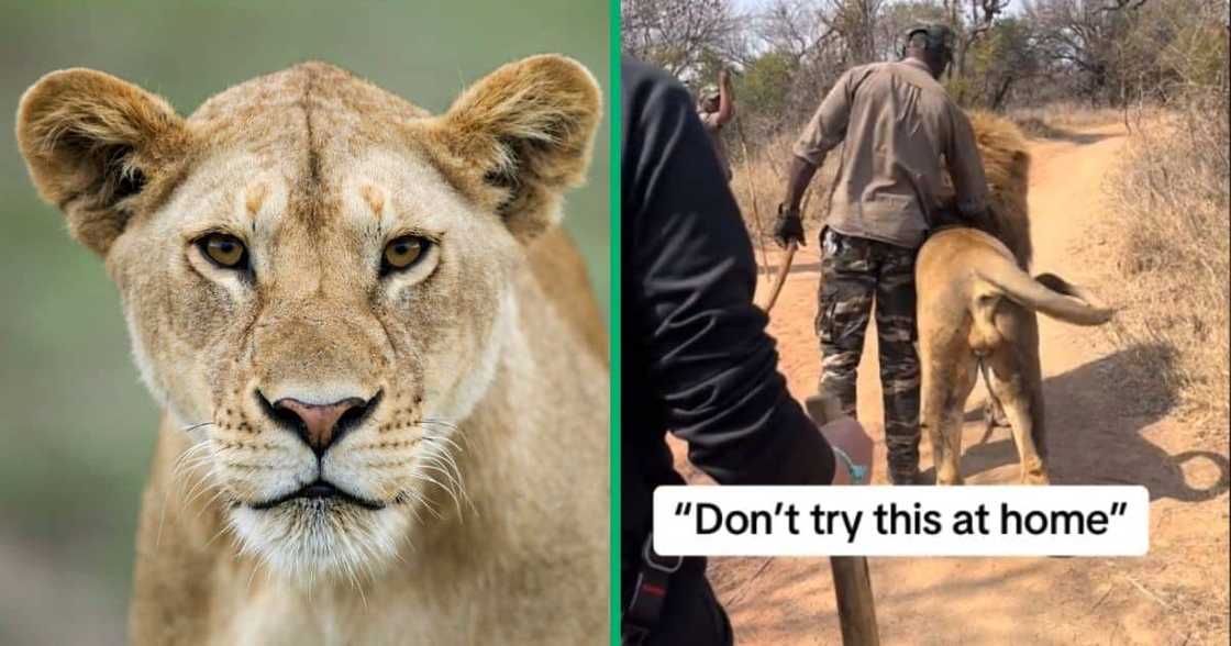 Man petting lion in TikTok video Man petting lion in TikTok video